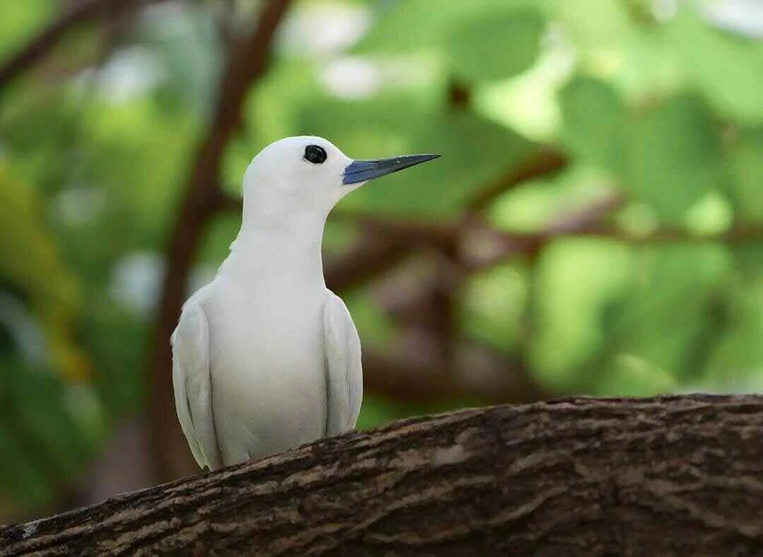 White Tern